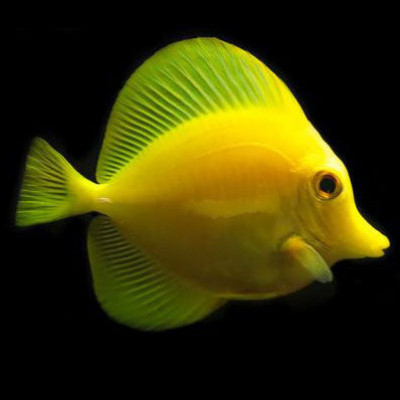 Captive Bred Yellow Tang