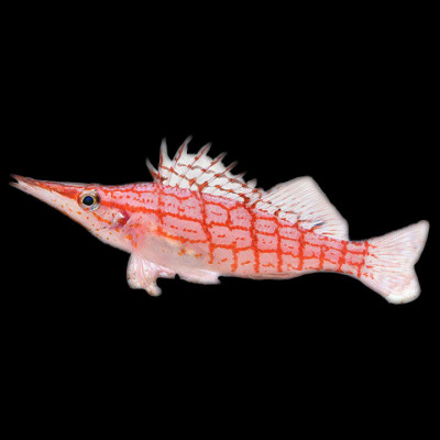 Longnose Hawkfish