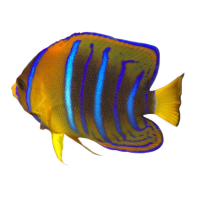 Juvenile Passer Angelfish