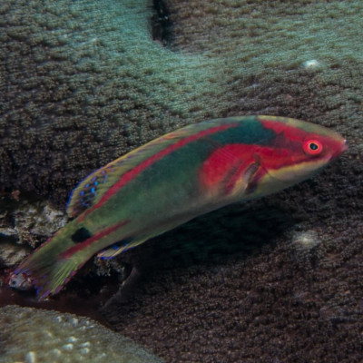 Exquisite Fairy Wrasse