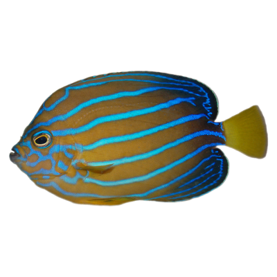 Blue Line Angelfish