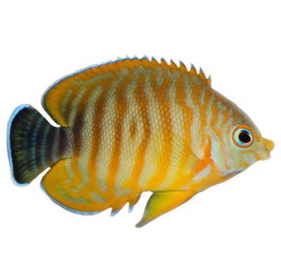 Captive Bred Tigerpyge Angelfish