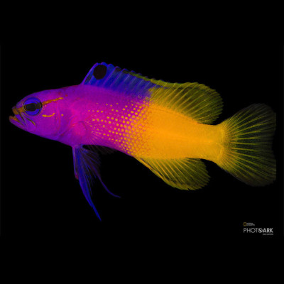 Captive Bred Royal Gramma