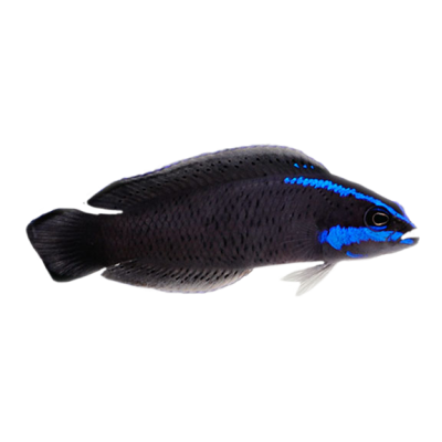 Captive Bred Springeri Dottyback