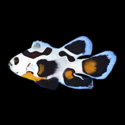 LongFin Mocha Storm Clownfish