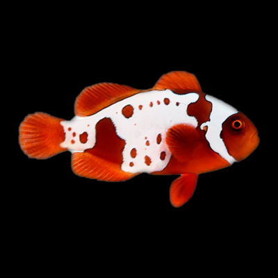 Gold X Lightning Maroon Clownfish