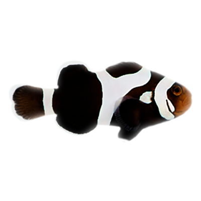 Premium Black Gladiator Oscellaris Clownfish