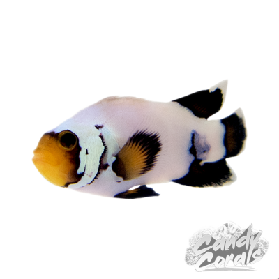 Longfin Flurry Clownfish