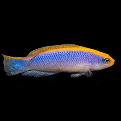 Captive Bred Sunrise Dottyback