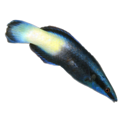 Bicolor Cleaner Wrasse