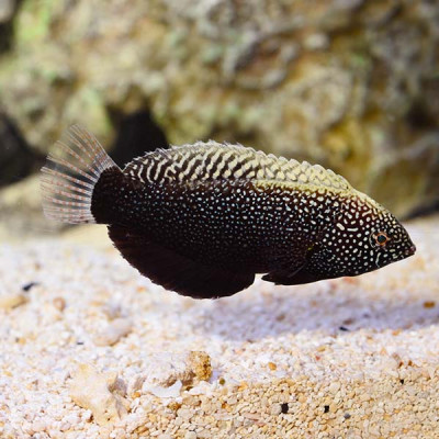 Black Leopard Wrasse