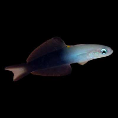 Scissortail Dartfish
