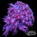 Pink Goniopora