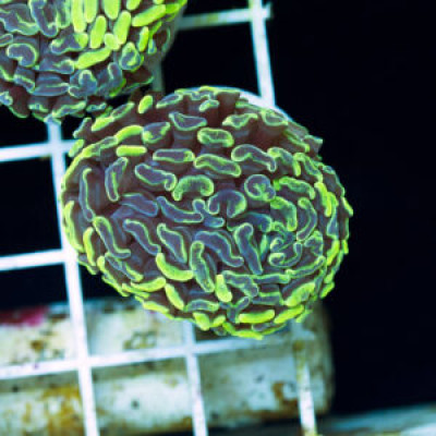 Aussie Green Splatter Hammer #3