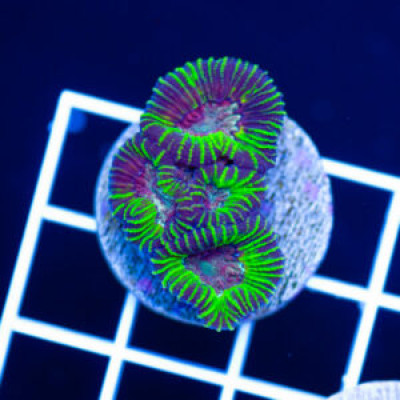 Awesome Aussie Favia #2