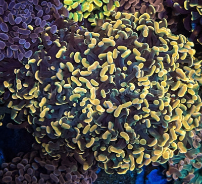 Large gold branching hammer