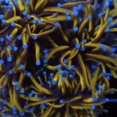 Euphyllia Glabrescens 24K