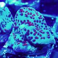 Encrusting Montipora