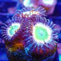 Tinkerbell Zoa
