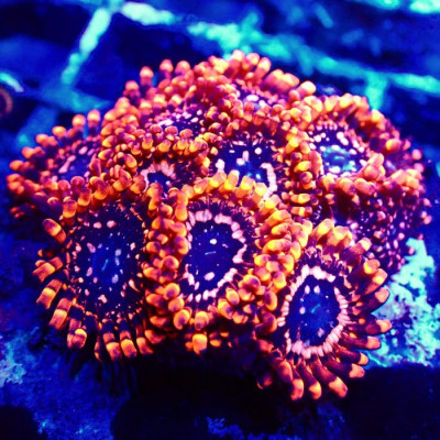 Utter Chaos Zoa Frag 3 Polyps GR17