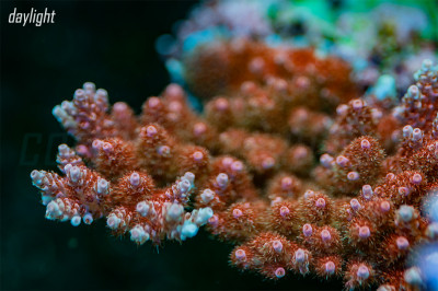 BC Dog Boy Clathrata