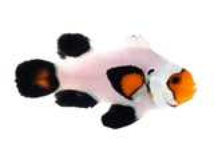 Clownfish Wyoming White Roundtail Longfin