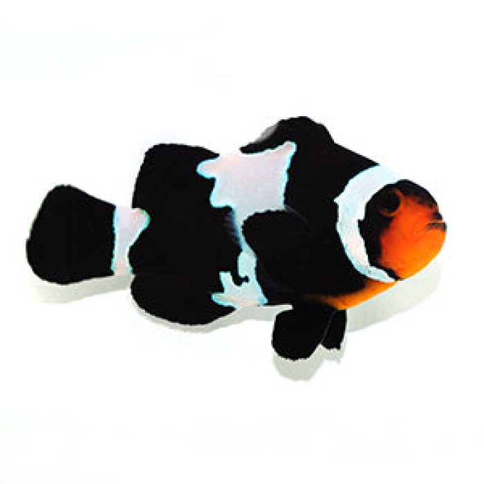 SA Blacker Ice