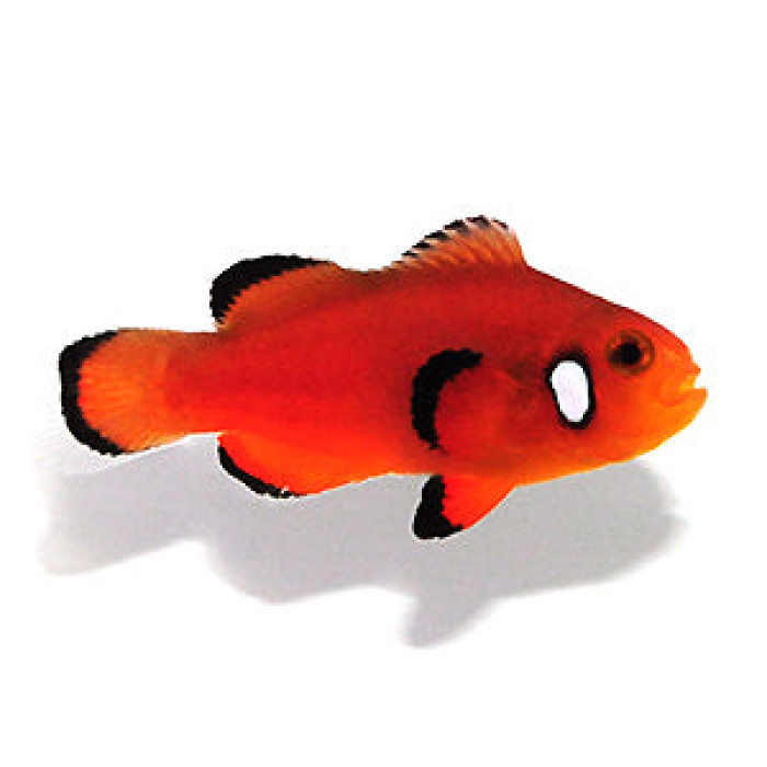Clownfish Nearly Naked