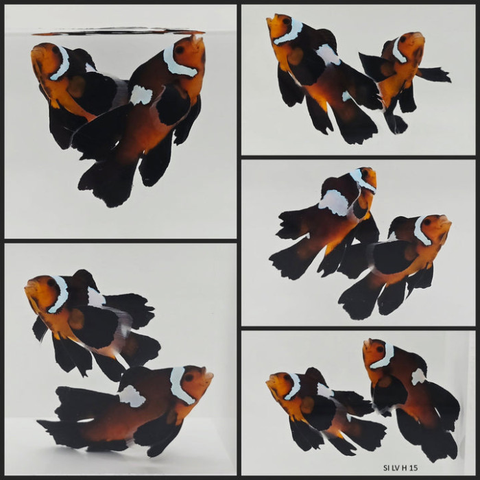 Clownfish Bonded Pair Lightning Mochaccino Roundtail Longfin