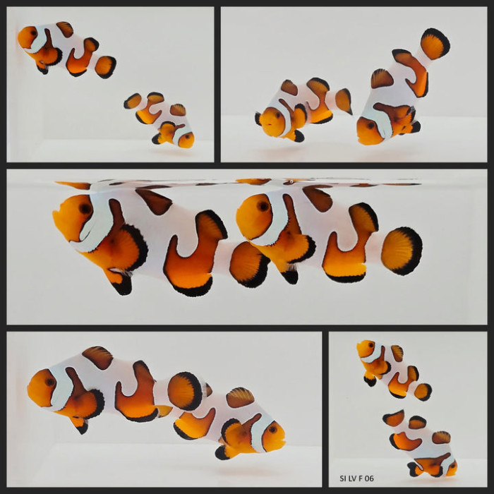 Clownfish Bonded Pair Fancy White Special