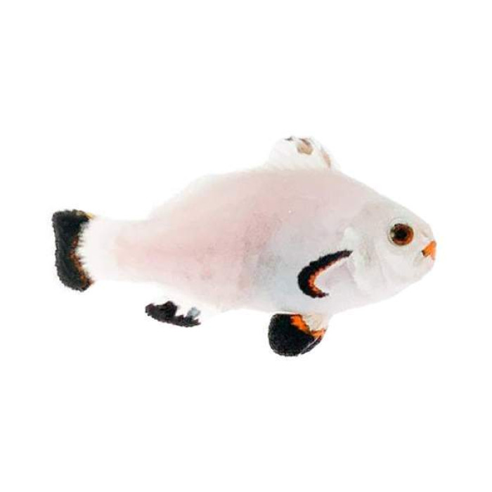 Clownfish Snow Storm