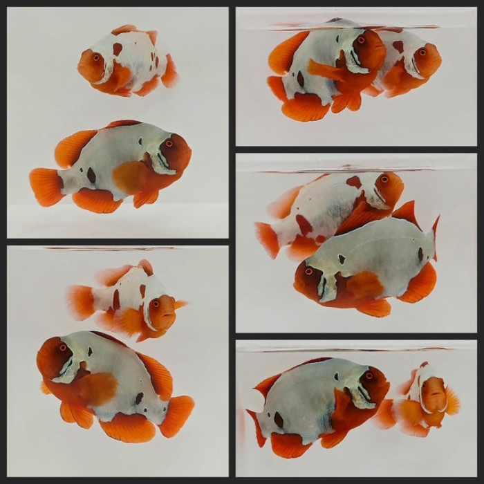 Clownfish Bonded Pair Gold Nugget