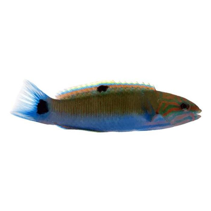 Lunar Wrasse