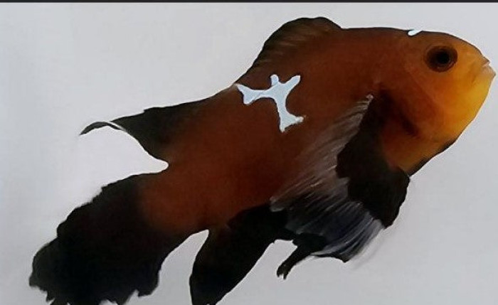 Clownfish Chocolate Midnight Lightning Roundtail Longfin