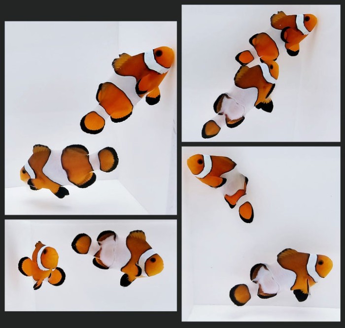 Clownfish Bonded Pair Fancy White Smudgy