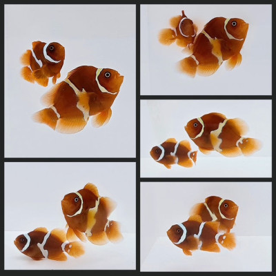 Clownfish Bonded Pair Stubby Goldflake Maroon