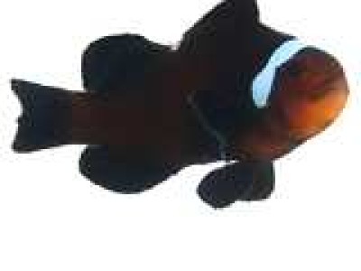 Clownfish Black Extreme Misbar