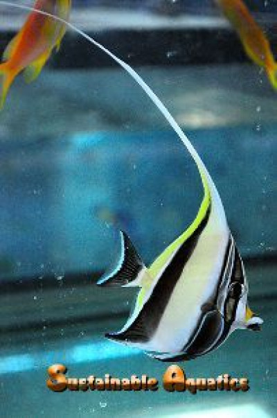 Moorish Idol