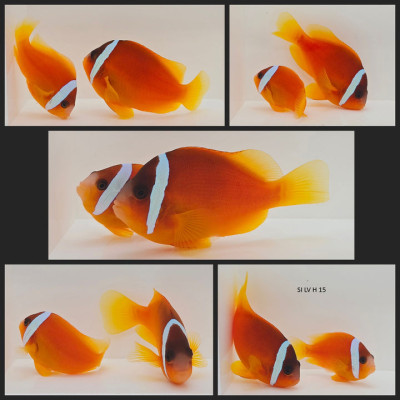 Clownfish Bonded Pair Fiji Tomato