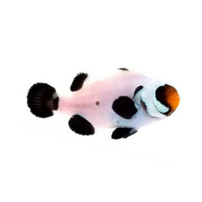 Clownfish Designer Black Wyoming White
