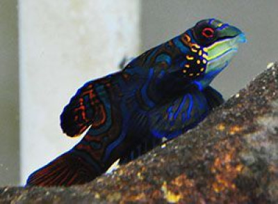Green Mandarin Goby