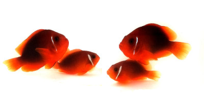 Clownfish Fire Tomato Hybrid