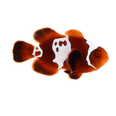 Clownfish Gold Lightning Maroon