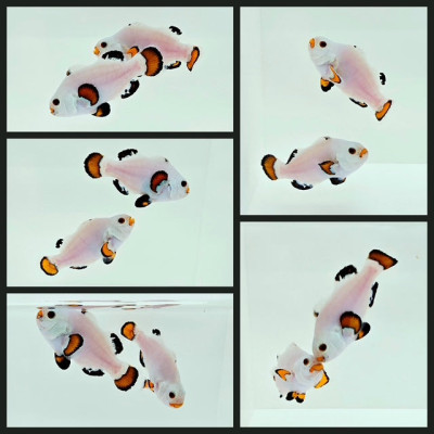 Clownfish Bonded Pair Orange Snow Storm