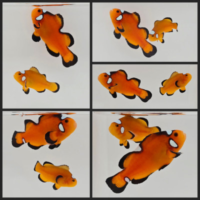 Clownfish Bonded Pair Nearly Naked Mochaccino