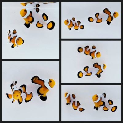 Clownfish Bonded Pair Fancy White/Gladiator/DaVinci