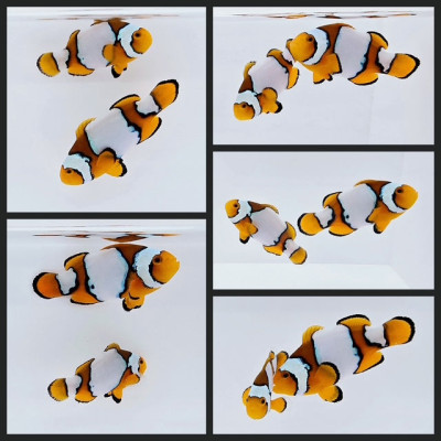 Clownfish Bonded Pair Percularis Snowflake