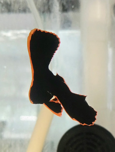 Pinnatus Batfish Tank Bred 2 to 3 Tall SI:GO:C