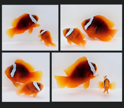 Clownfish Bonded Pair Stubby Tomato