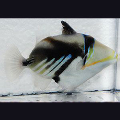 Humu Picasso Triggerfish